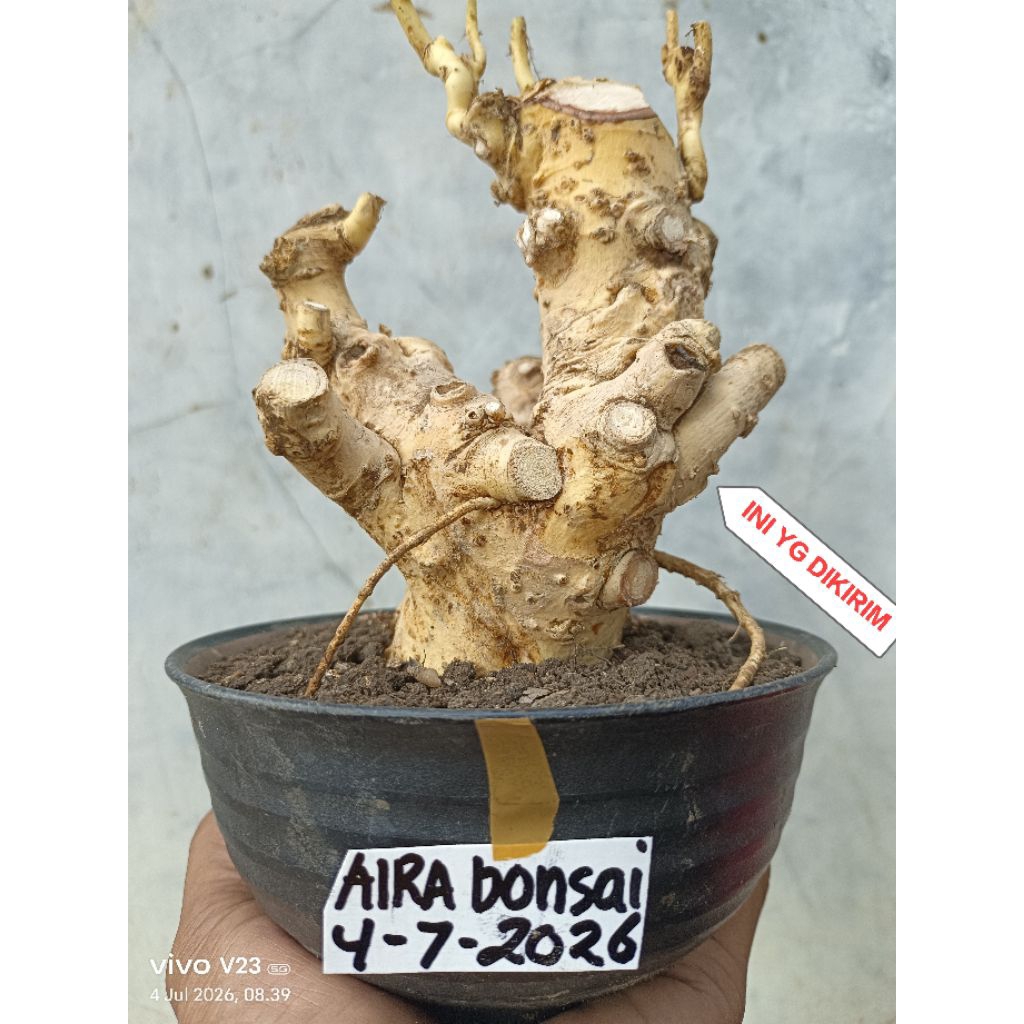 bahan bonsai serut dongkelan