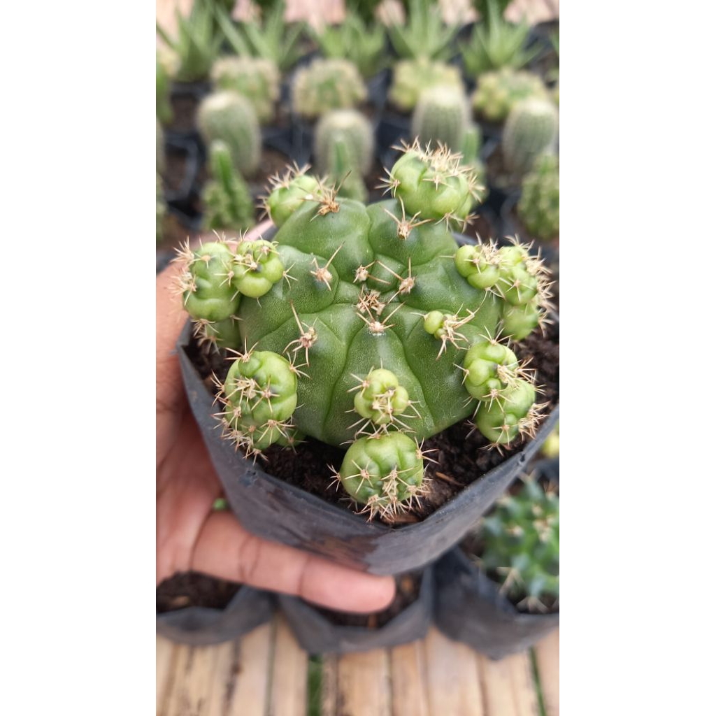 gymno damsii