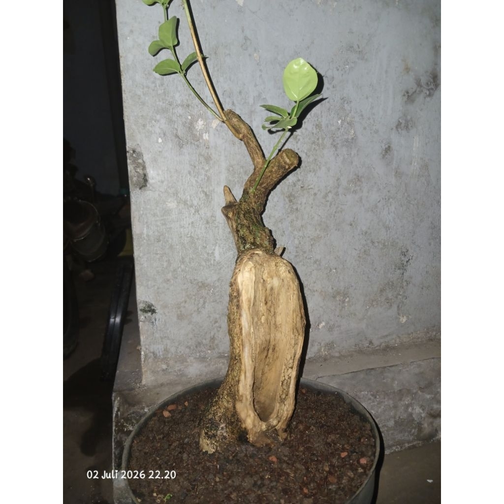 bahan bonsai wahong murah