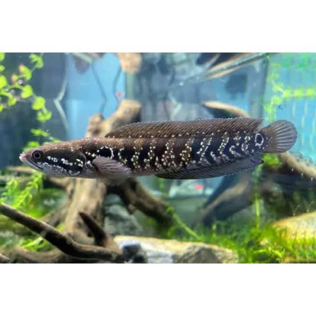 Tankmate & Dekorasi Aquarium Ikan Hias Chana Asiatica WS