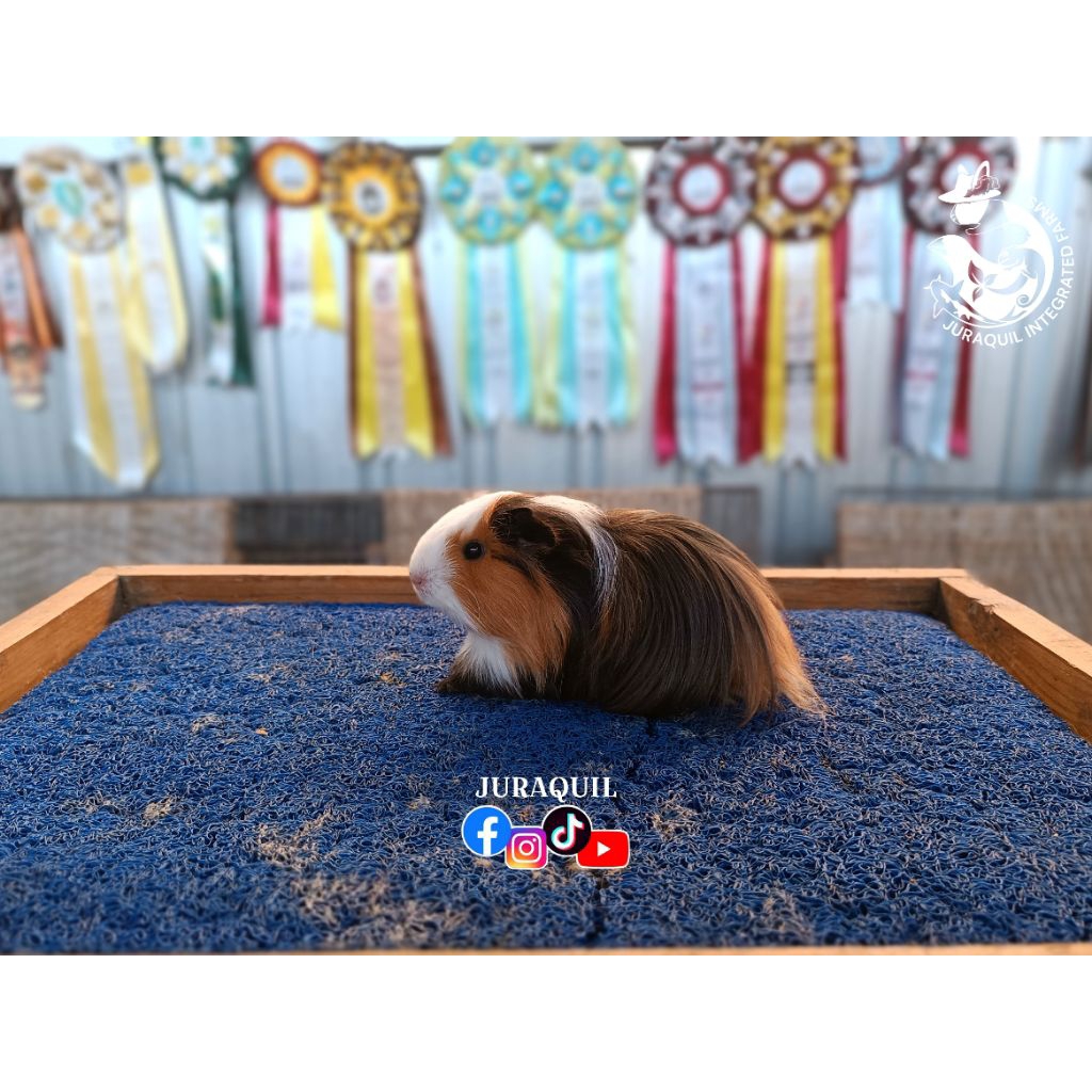 MARMUT / GUINEA PIG / CAVY