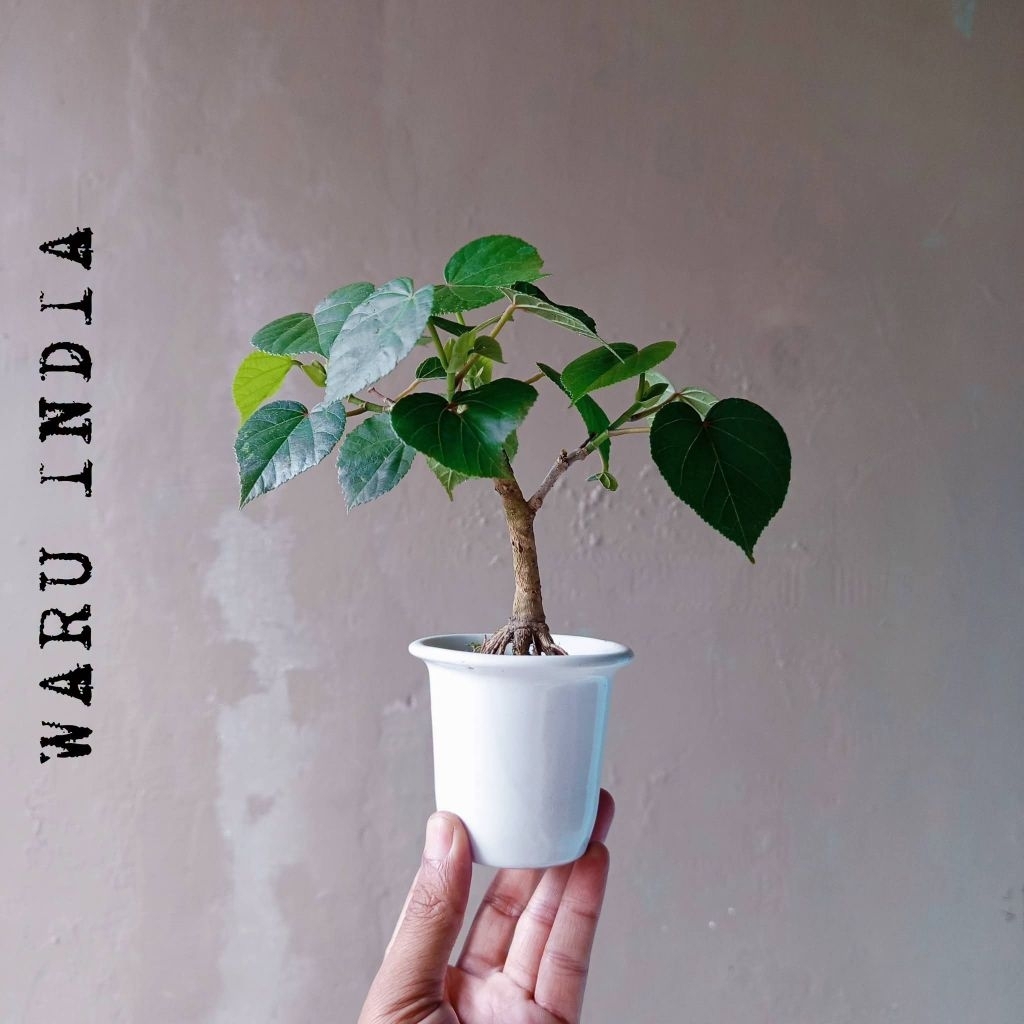 BONSAI WARU INDIA MINI DIKIRIM SESUAI FOTO
