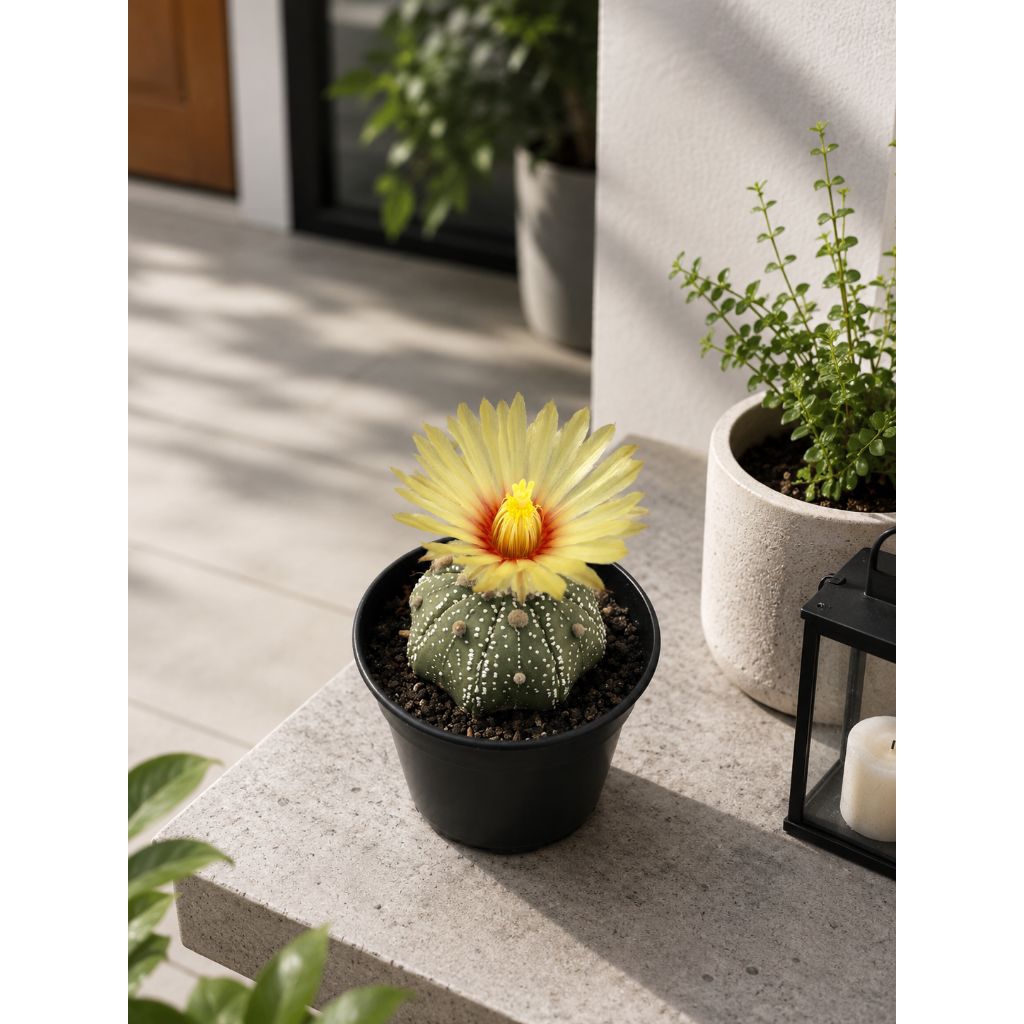Kaktus Astrophytum