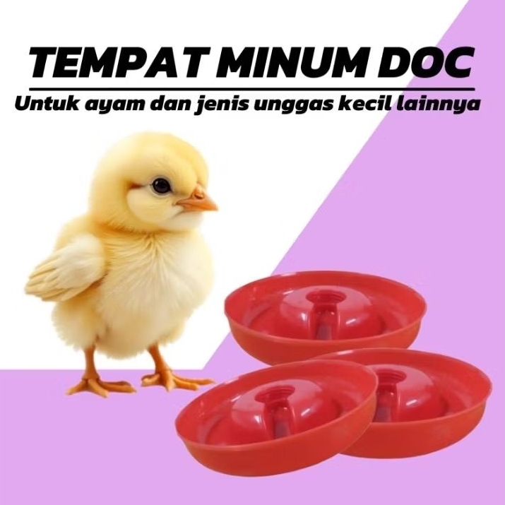 Tempat Minum DOC,DOQ,DOD Bibit Unggas Ayam Puyuh
