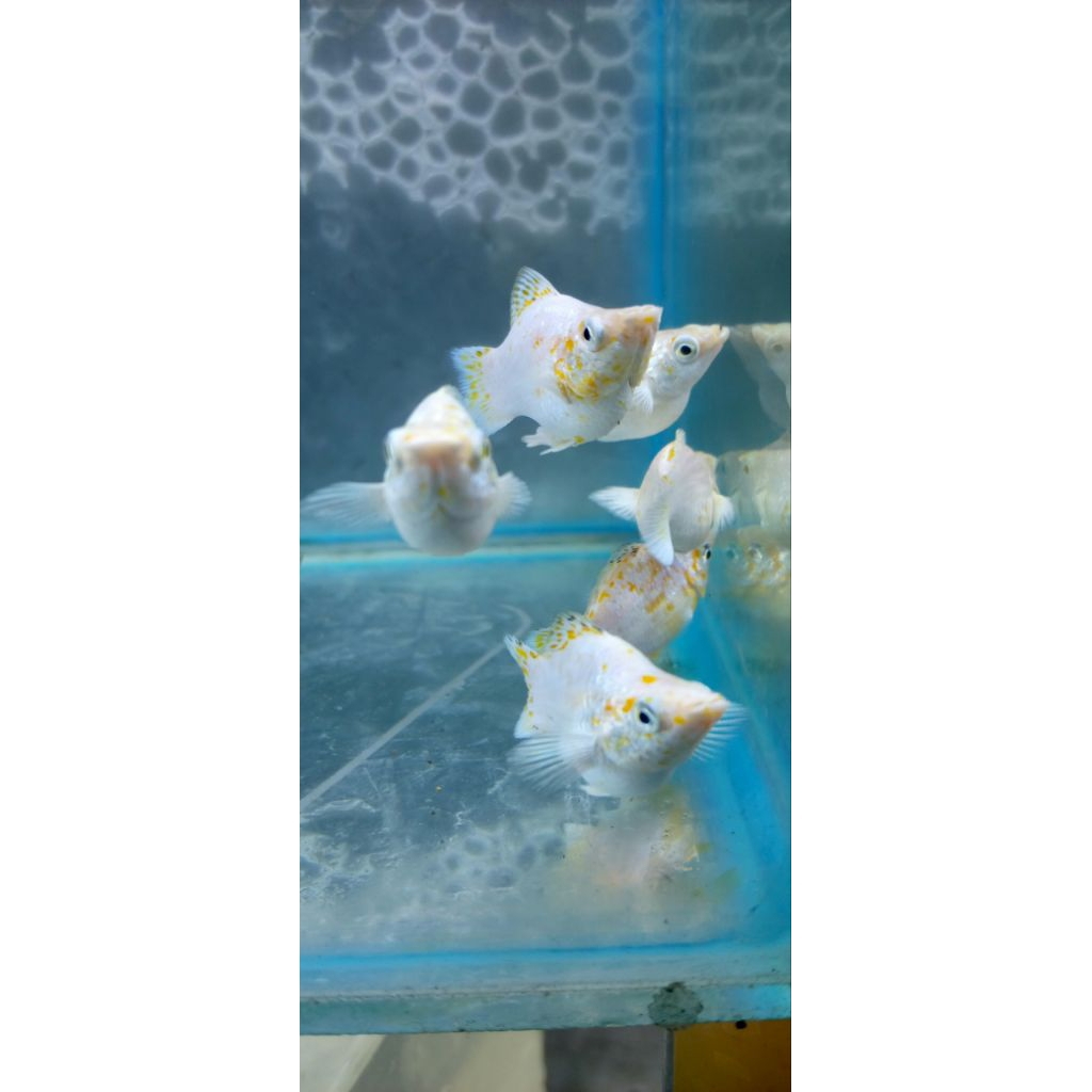 Ikan molly sakura sepasang