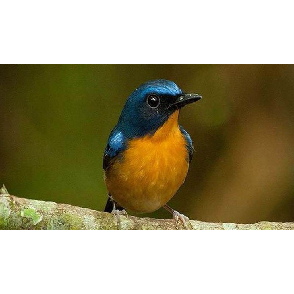 burung tledekan bakau