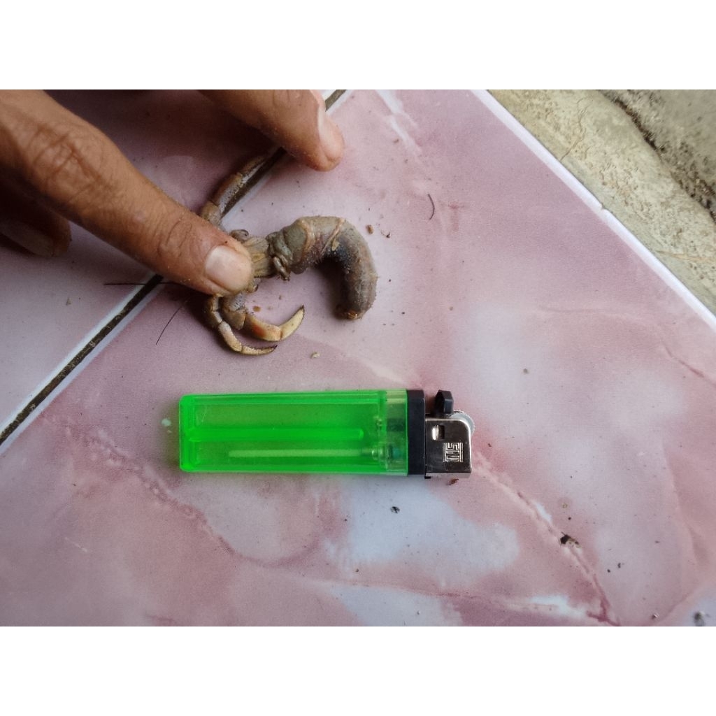 Klomang Darat PREMIUM khusus umpan pancing ikan Lele (Galatama)  1kg isi 40 sampai 50 ekor Segar