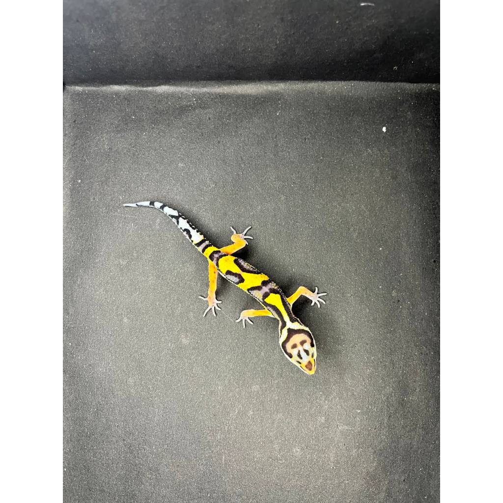 Leopard Gecko Male - Bold Jungle Afghan het Tremper  - Usia Menuju Juve Jantan Sehat Cakep HG026
