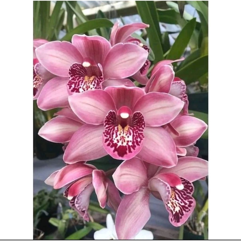 Tanaman Hias Anggrek Cymbidium - Cymbidium Bunga Sakura Pink