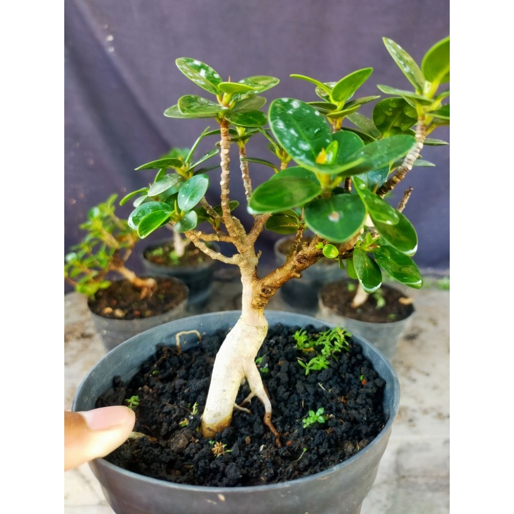 Dolar mangkok micro ori bonsai mame murah
