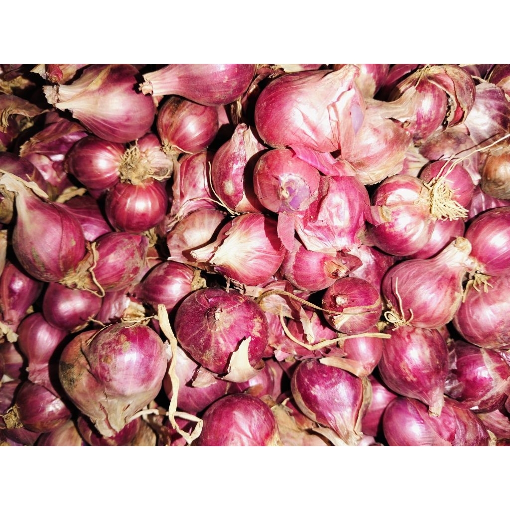 Bawang merah super bima (NTB)