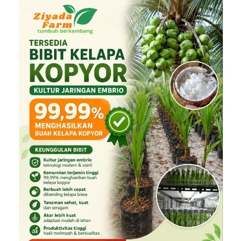 Bibit Kelapa Kopyor Kultur Jaringan Embrio Genjah 99 Persen