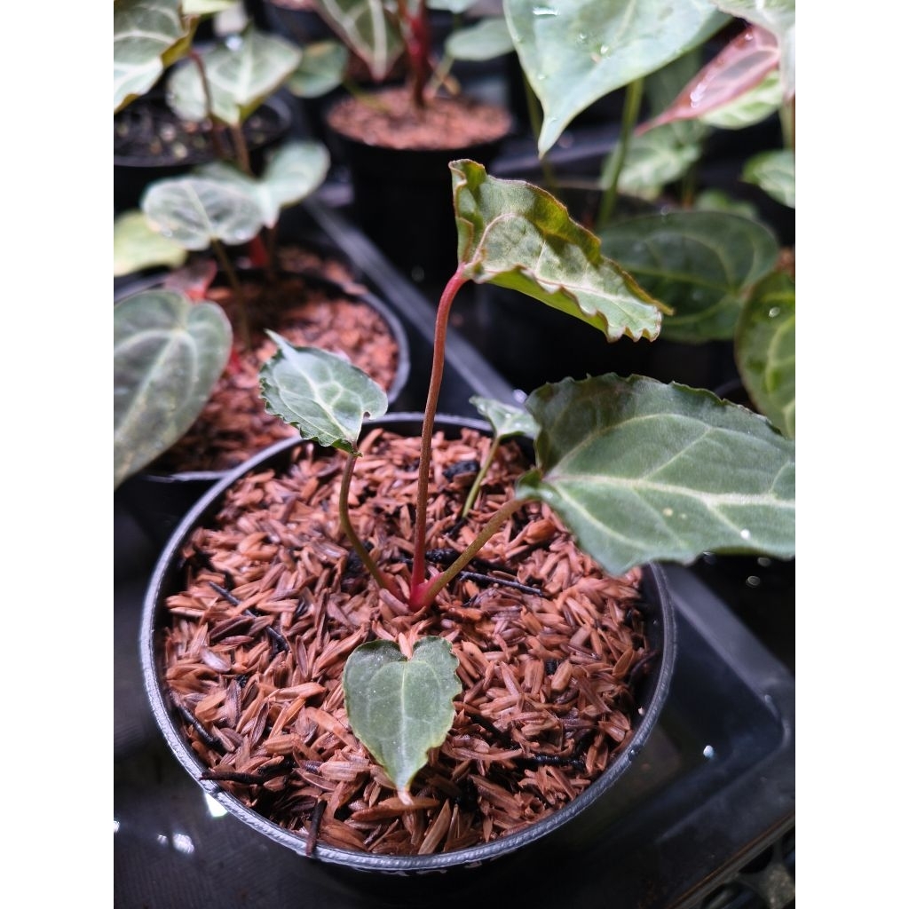 Anthurium Red of Java x Muklis