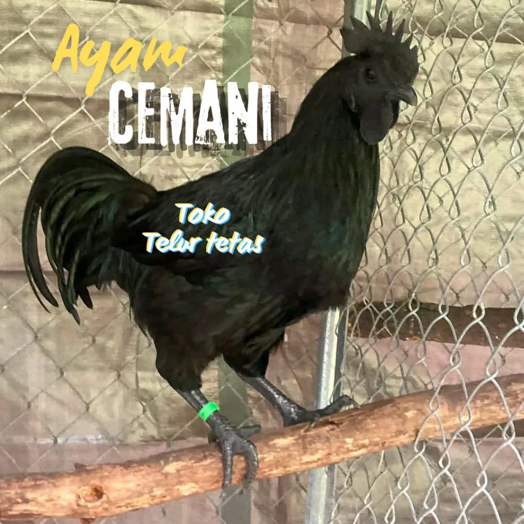TELUR AYAM  CEMANI LIDAH HITAM ( ASLI ) UNTUK DITETASKAN