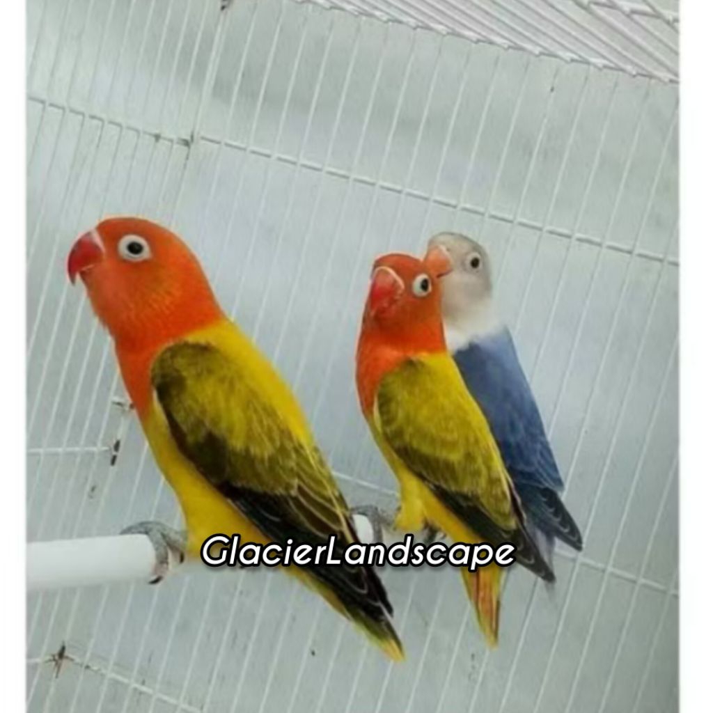 Telur LoveBird EuwingGold Fertil