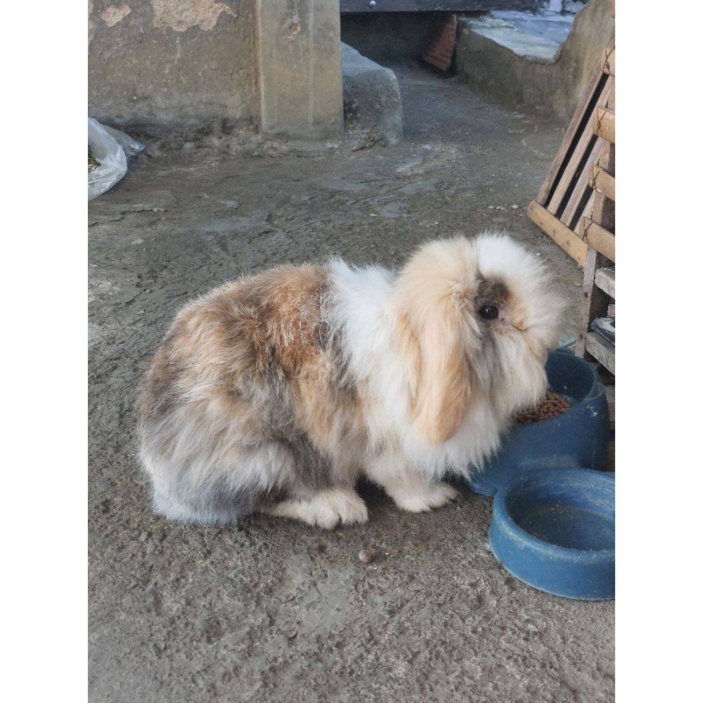 Kelinci Fuzzy Lop indukan