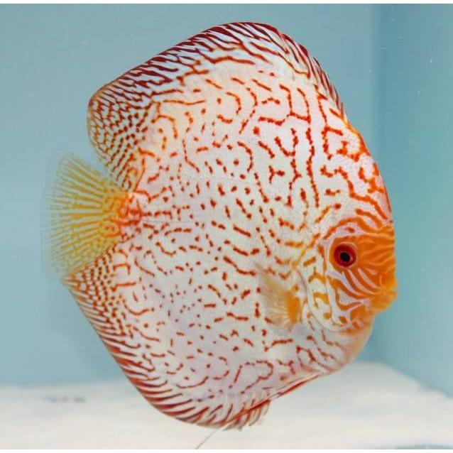 Discus white pigeon / Discus pigeon white / white pigeon / ikan hias / Discus putih / ikan hias air 