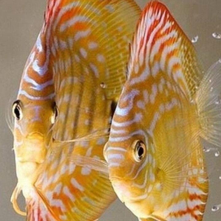 ikan discus alenquer / discus merah / discus coklat