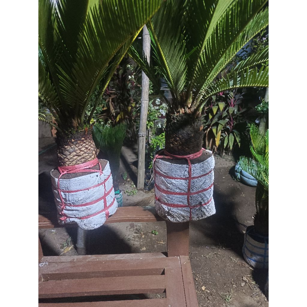 sikas mawar jambe