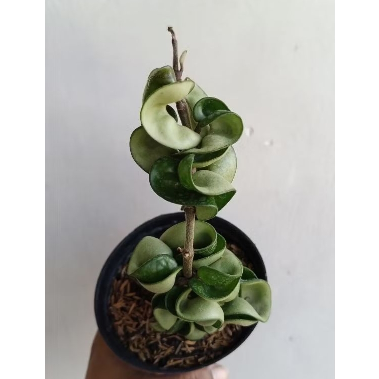 Hoya compacta