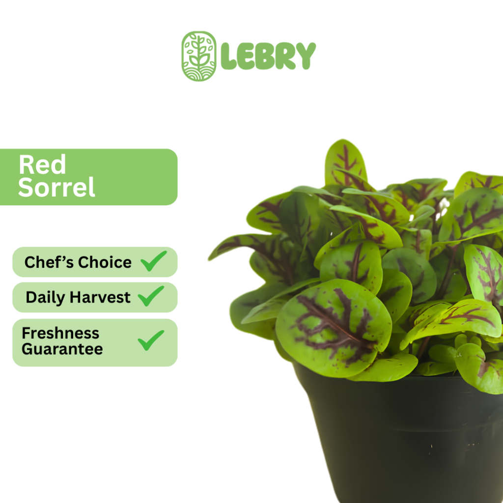 Lebry Microgreens - Red Sorrel Small (25/50 Leaves)