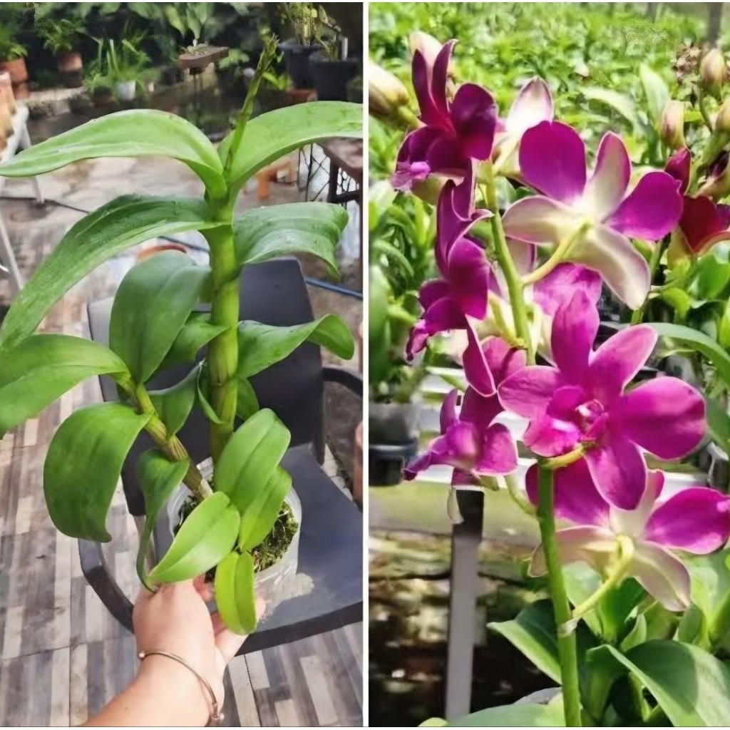 Batang anggrek dendrobium - bibit anggrek Dendrobium - Anggrek dewasa tanaman hias