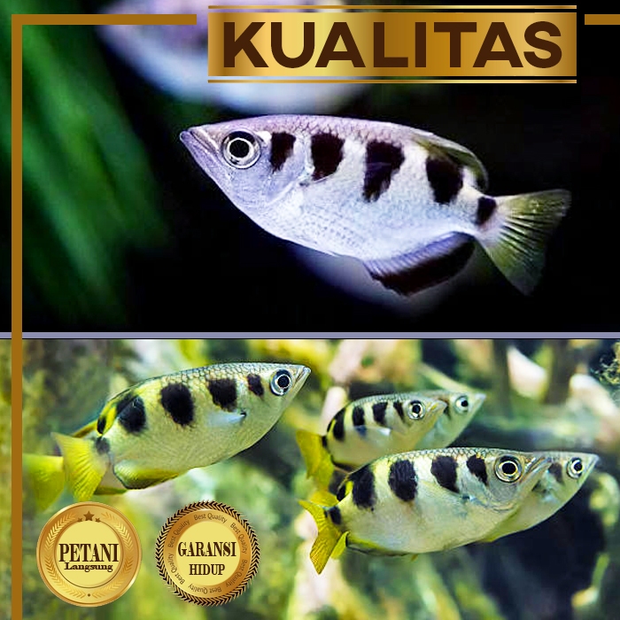 Archer Fish Ikan Hias Aquascape Hiasan Aquarium Tanaman Air