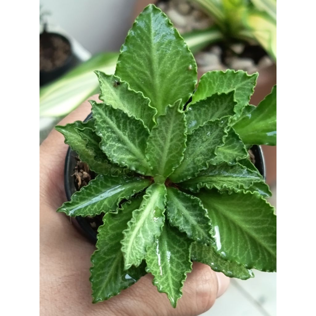E. Francoisii