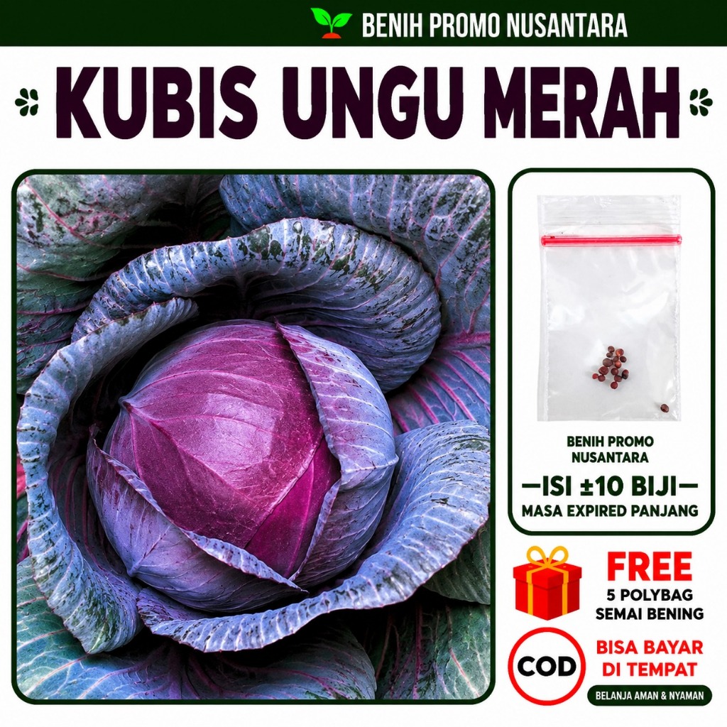 Benih Kubis Ungu 10 Biji | Kubis Merah Ungu - Bneih Sayuran