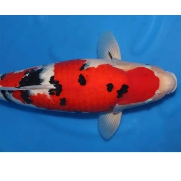 ikan koi blitar size 25-30cm