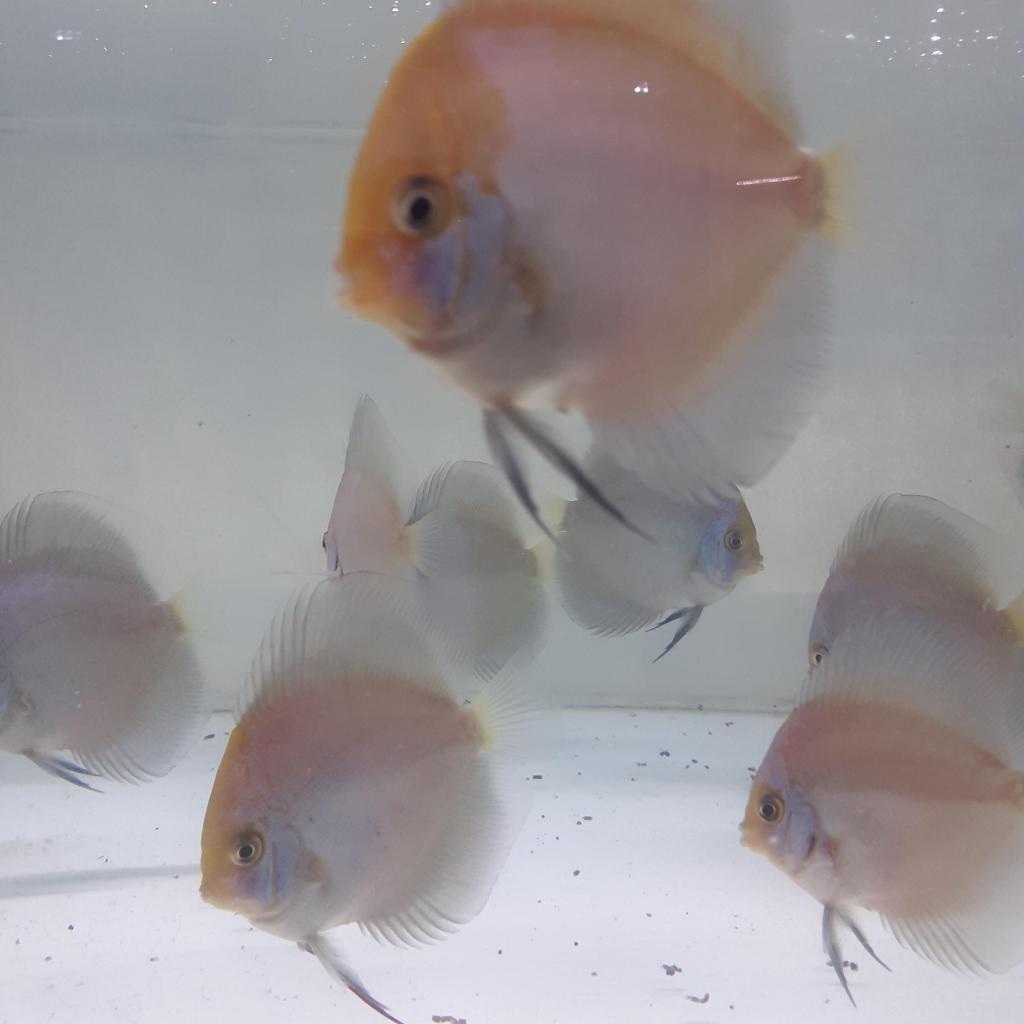 Ikan Discus Blue Phantom Calico/Discus Premium/Ikan calilo/discus