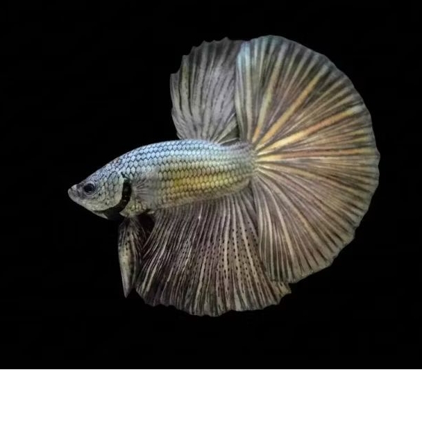 HALFMOON / PLAKAT COOPER