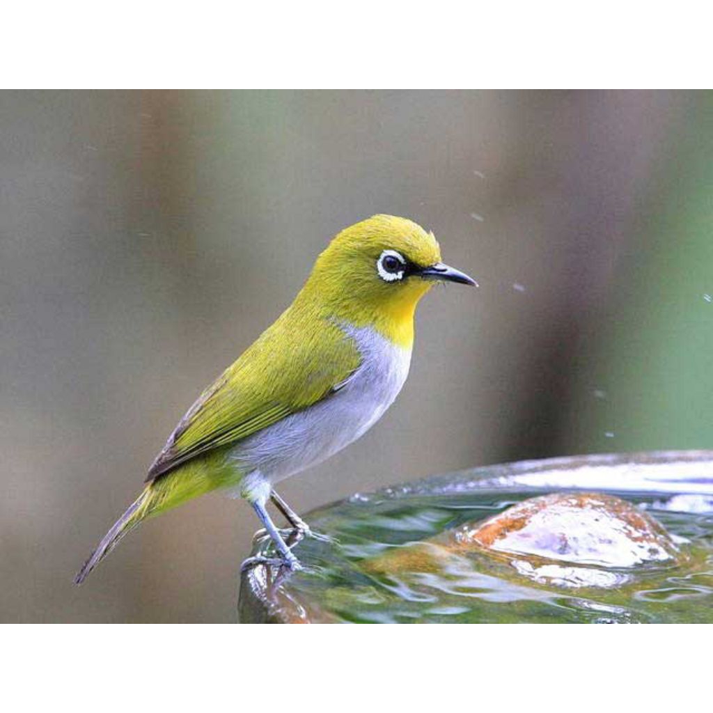 PLECI AURIVENTER
