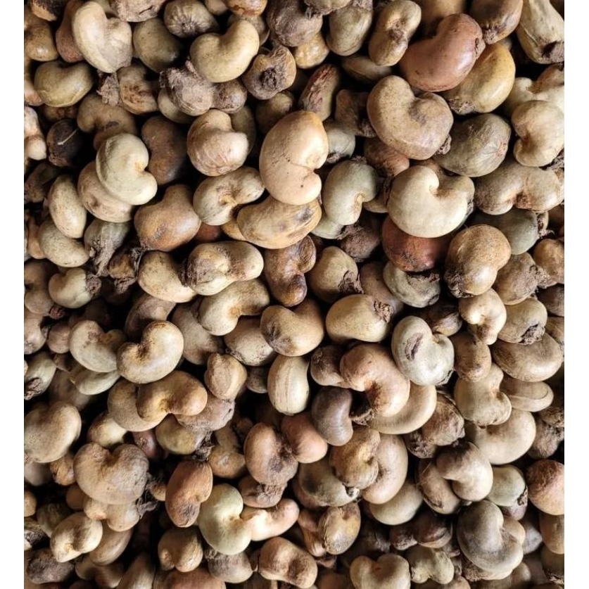 biji jambu mete/jambu monyet mentah ½kg