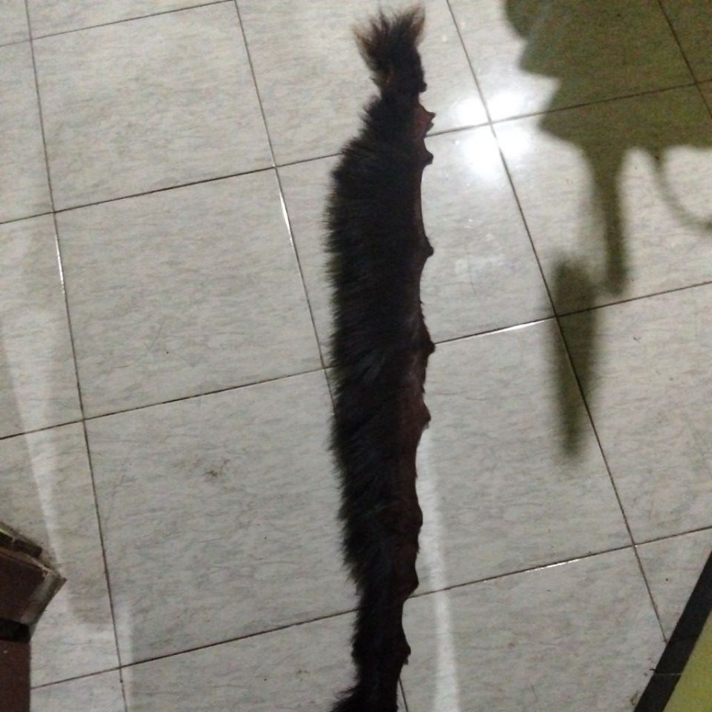 suri kuda asli warna hitam semu 17 cm