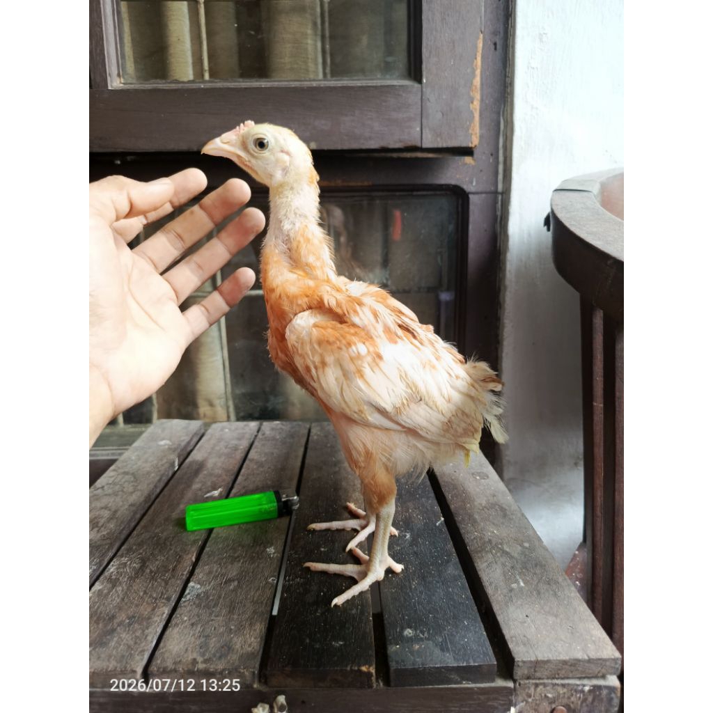 ayam arab elba petelur betina jantan
