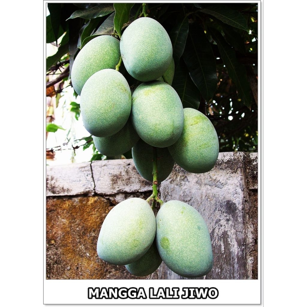 Bibit mangga manalagi lalijiwo