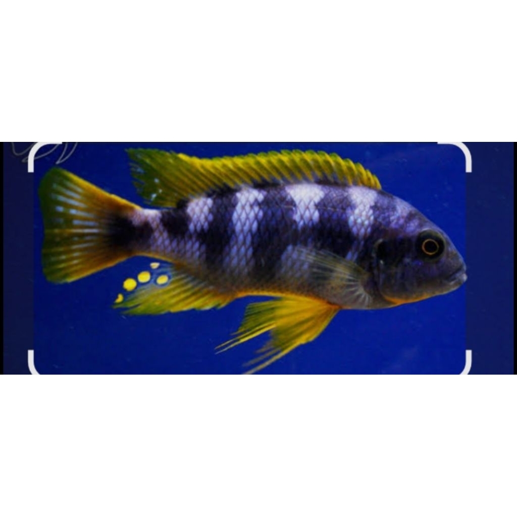 citimba,petrotilapia,mbuna,specialist