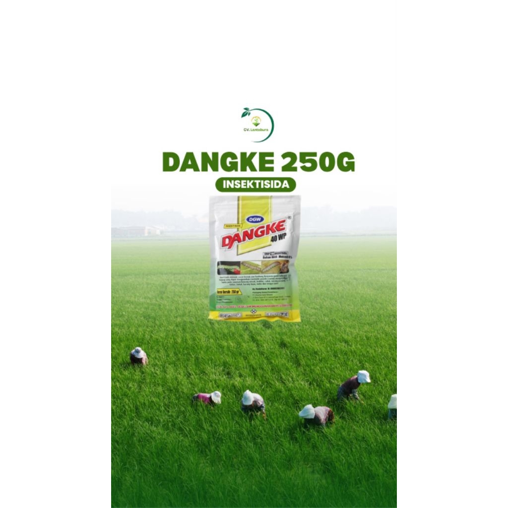 DANGKE 40 WP