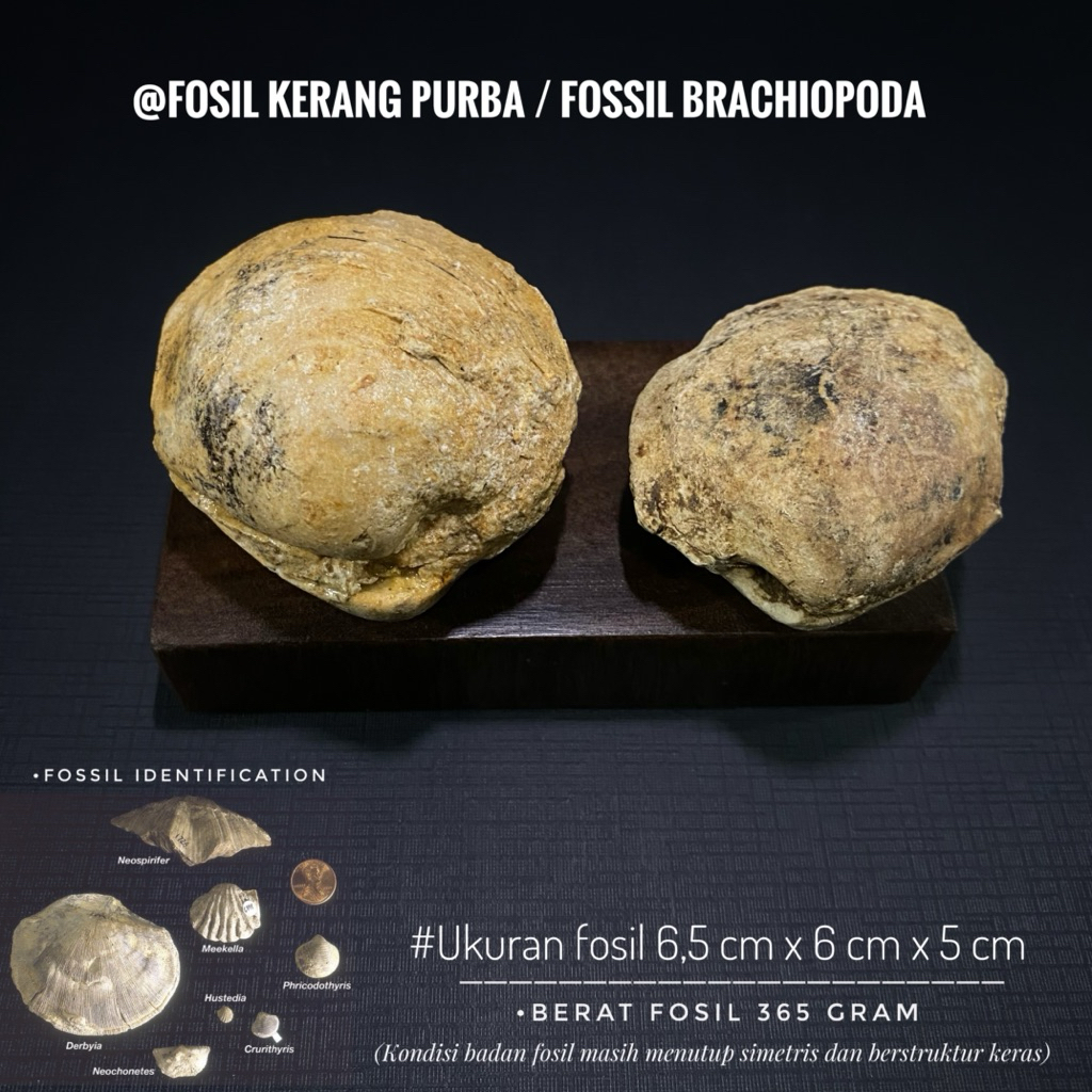 Fosil Kerang Purba Natural B52 atau Fossil Brachiopoda atau Fosil Bivalvia atau Fosil Keong atau Fos