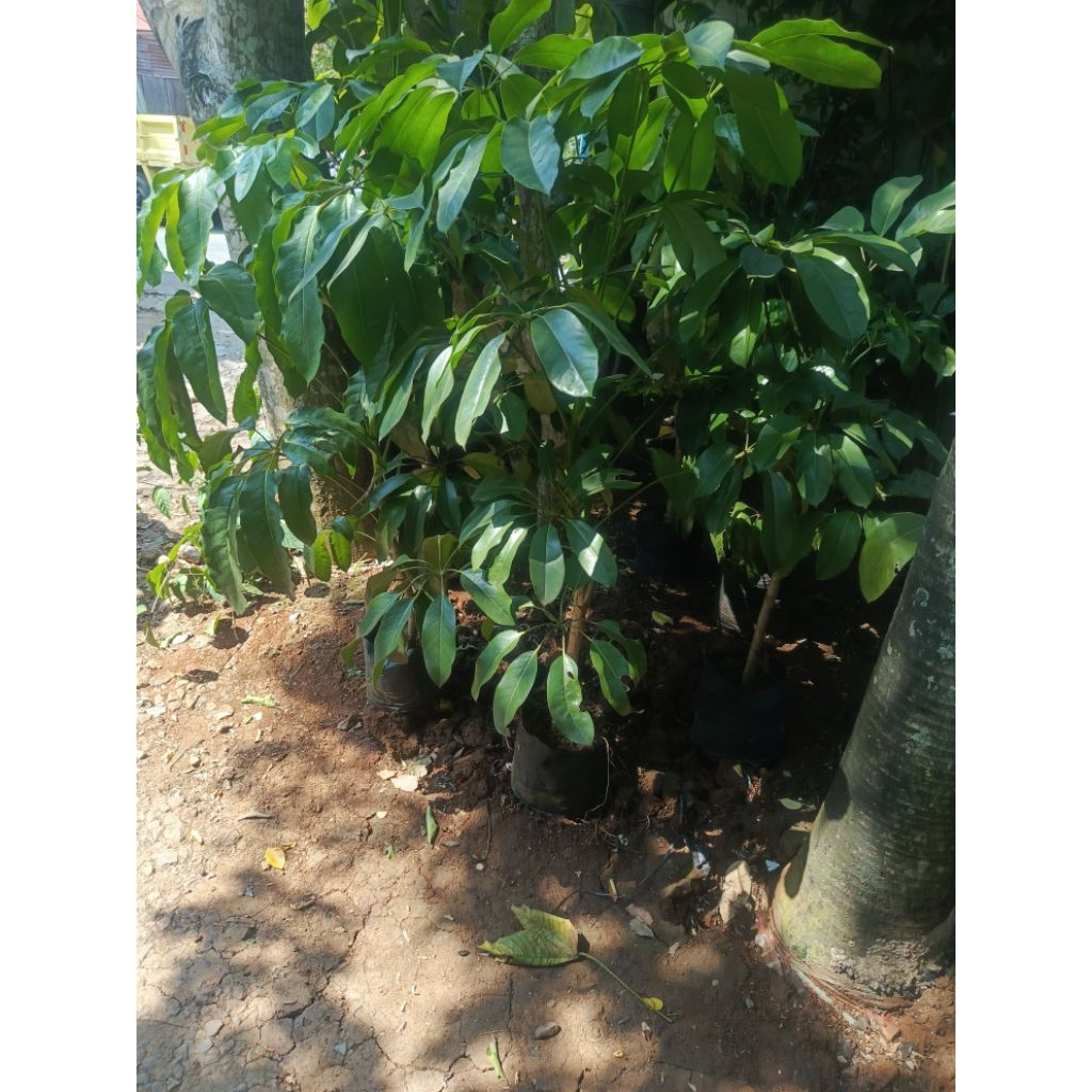 pohon walisongo tinggi 1 meter