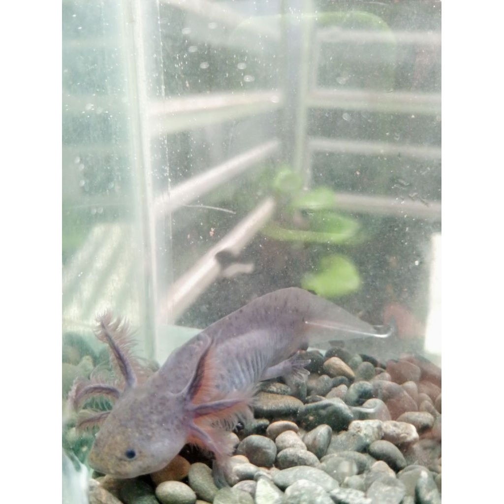MAINAN AXOLOTL SALAMANDER MELANOID(hitam)