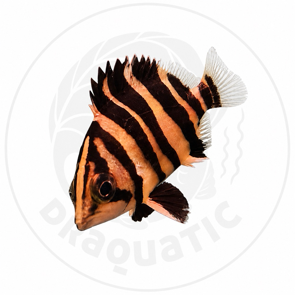 Ikan Hias Datz Borneo Kecil 4-5cm Hiasan Aquarium Hidup |  Datz Sumatera 4Bar | | Ikan Predator Hias