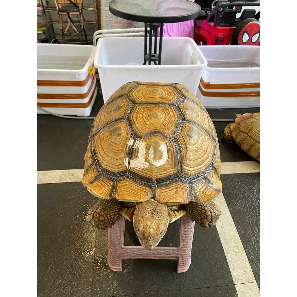 Kura Kura Sulcata Indukan Betina WC Proven 59 cm