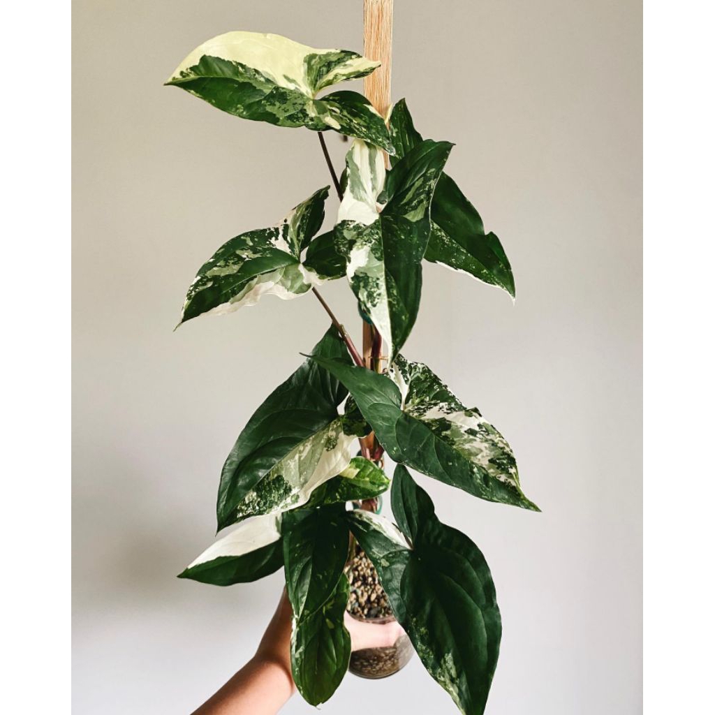 Tanaman hias sygonium albo varigata