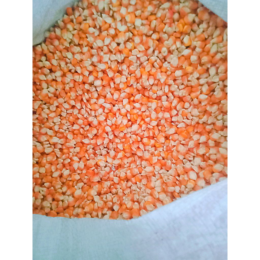 JAGUNG MERPATI JAGUNG DESA JAGUNG BESAR