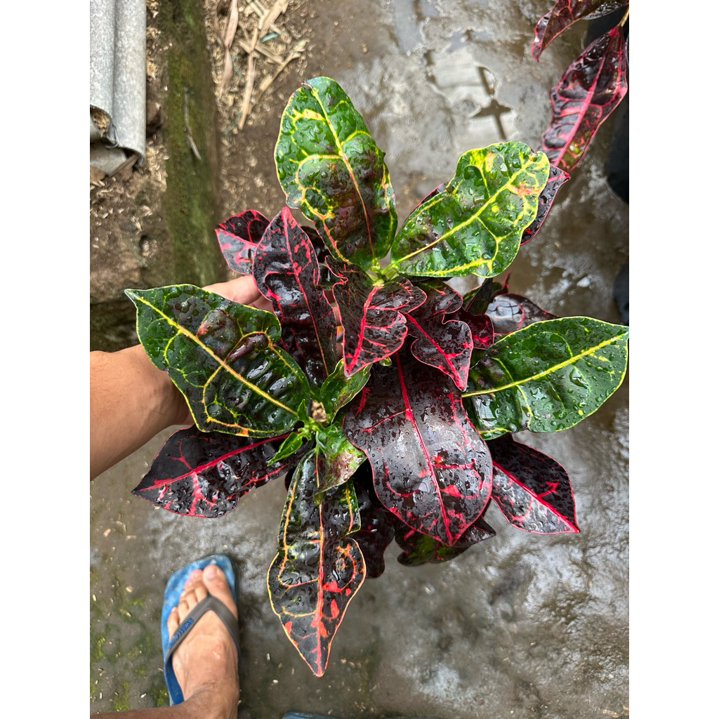 Tanaman hias Puring Kura merah / Pohon Puring Kura-kura merah