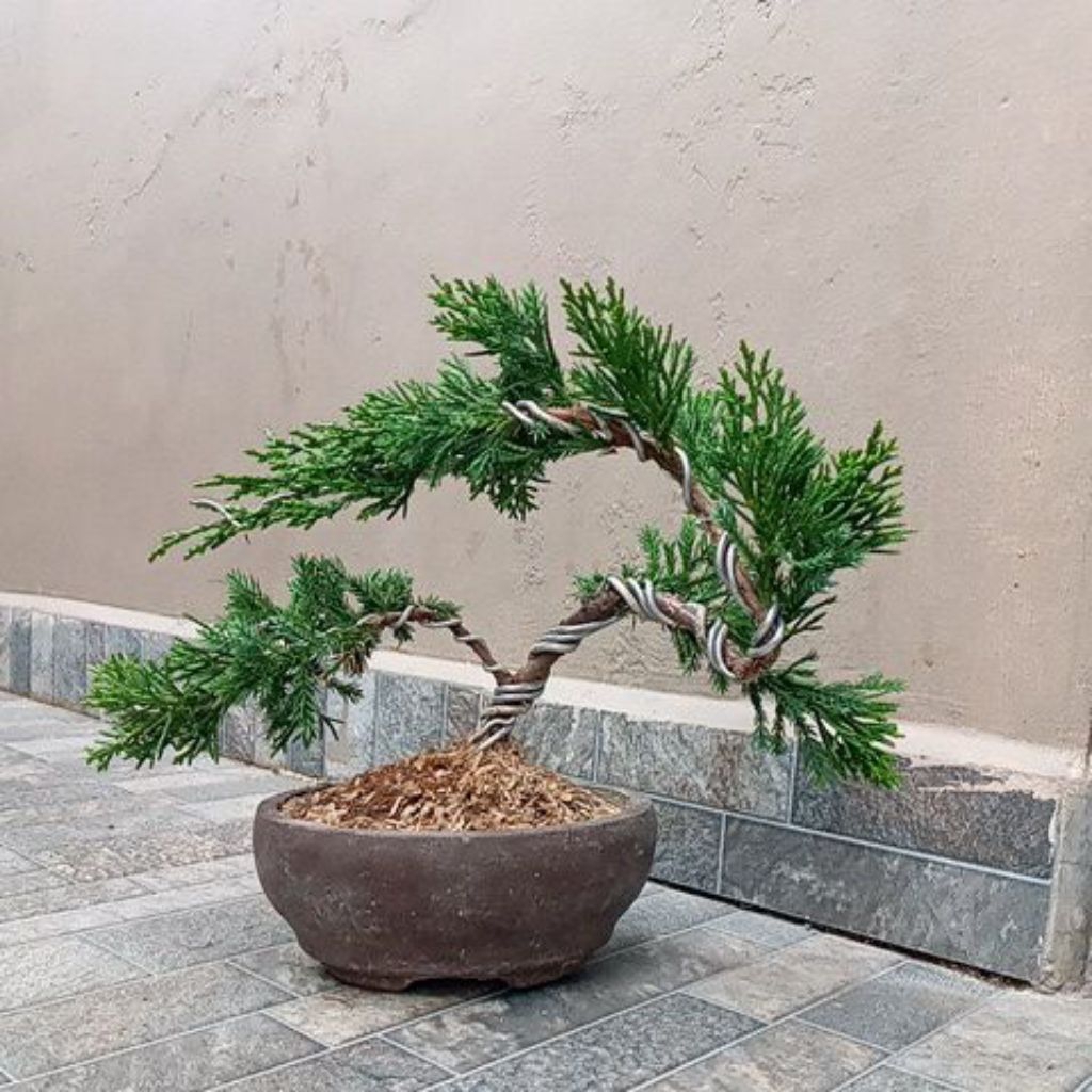 BONSAI CEMARA SINENSIS