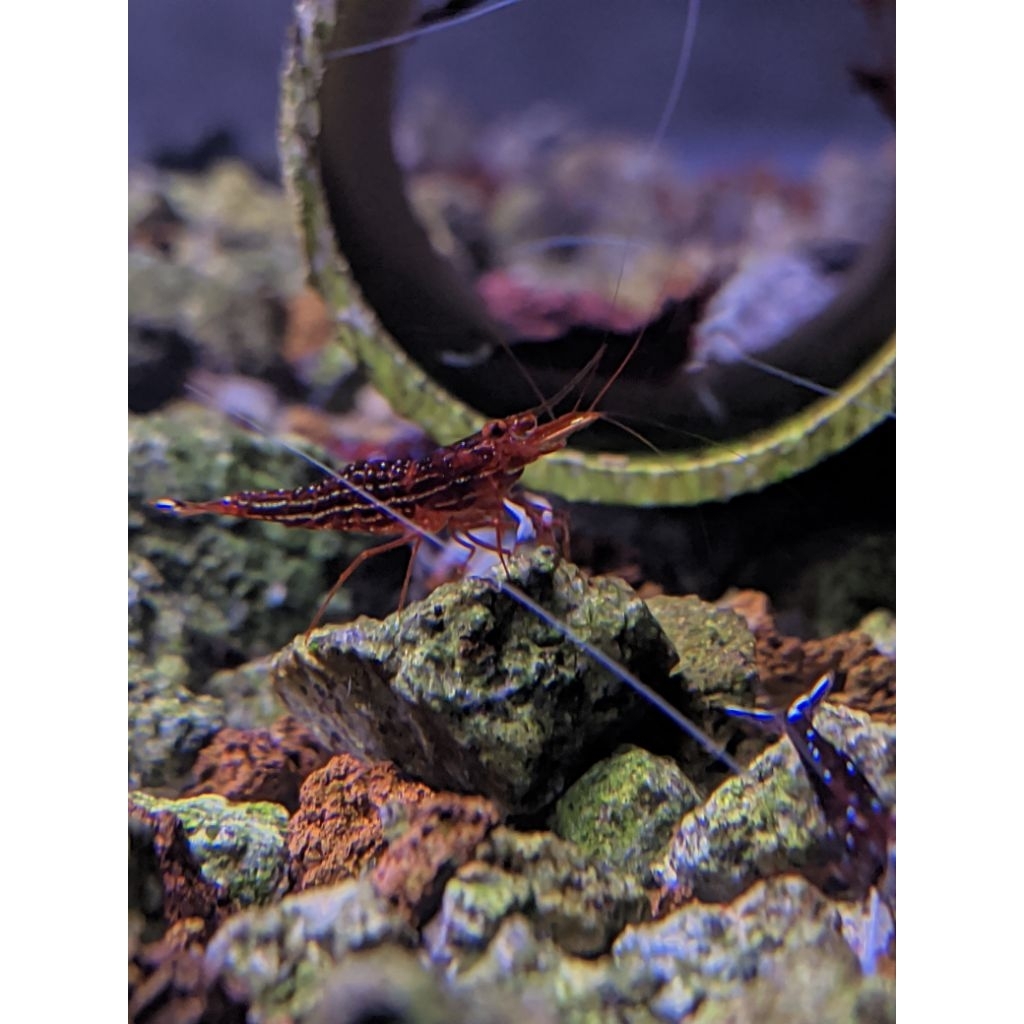 udang hias sulawesi red line
