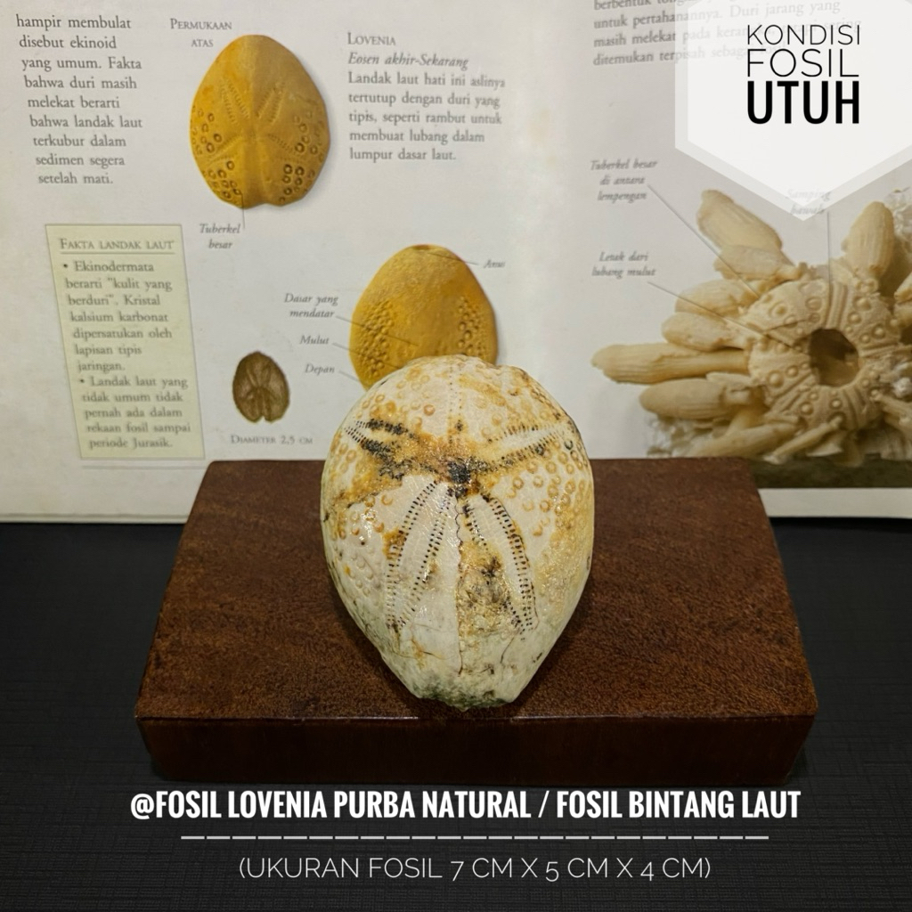 Fosil Bintang Laut Purba Natural B26 atau Fosil Sea Urchin atau Fosil Landak Laut atau Fosil Awar Aw